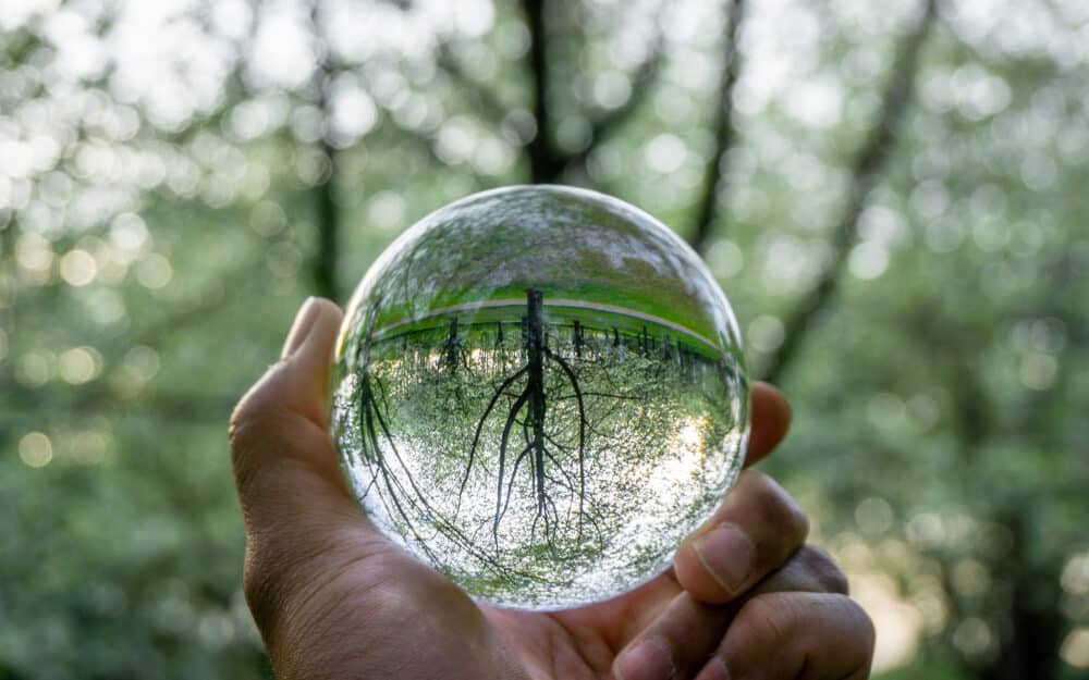 Boule de cristal forêt